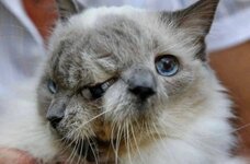 История этого удивительного кота.jpg