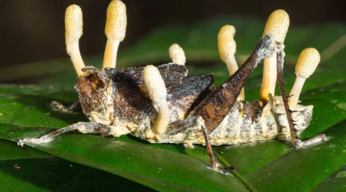 Однако не все виды кордицепса подчиняются этому правилу.