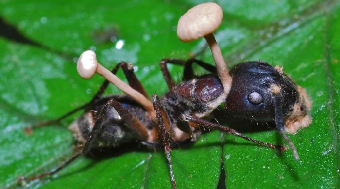Голливудские блокбастеры - это лишь тень по сравнению с настоящей историей кордицепса.
