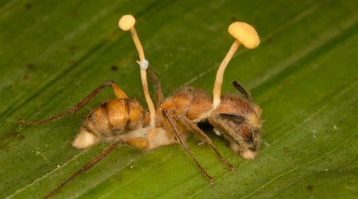 Удивительно, но вплоть до XIX столетия существовало поверье, что гусеницы могут превращаться в грибы.